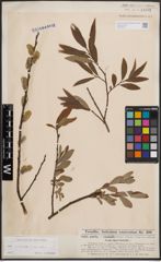 Foto von Salix cinerea L. x Salix viminalis L.